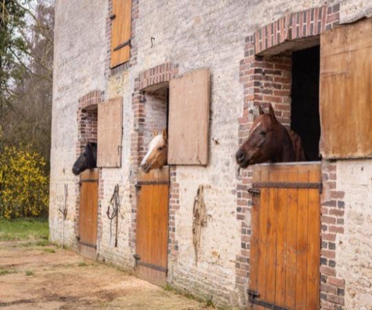 Chevaux en paddock